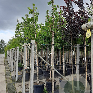 Prunus dulcis 8-10 cm 35L