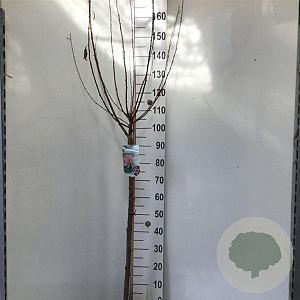 Prunus triloba 90 cm stam 7,5L