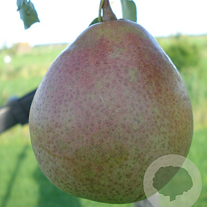 Pyrus c. 'Saint Rémy' 12-14 cm draadkluit