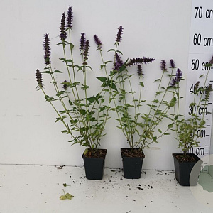 Agastache 'Black Adder' GM P9