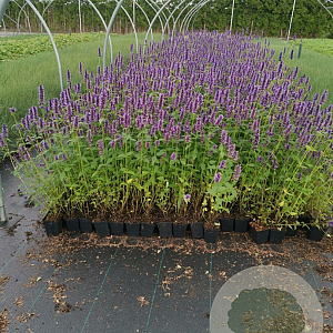 Agastache 'Black Adder' GM P9