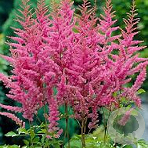 Astilbe (A) 'Amerika' GM 2,0L
