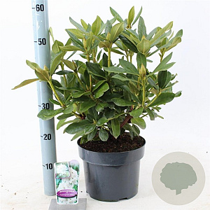 Rhododendron 'Cunningham's White' 30-40 cm 5,0L
