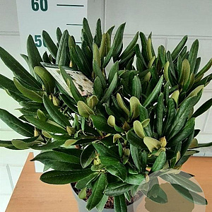 Rhododendron 'Cunningham's White' 30-40 cm 5,0L