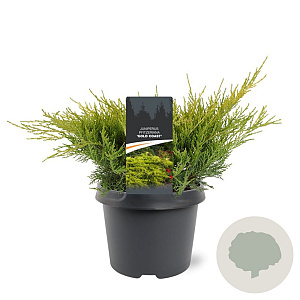 Juniperus pfitzeriana 'Gold Coast' 25-30 cm 3,5L