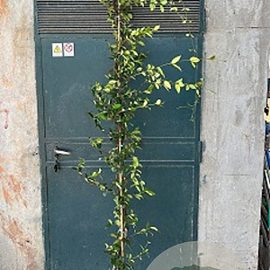 Trachelospermum jasminoides 'Star of Toscane' 100-125 cm 3,0L