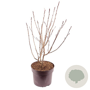 Aronia prunifolia 'Viking' 50-55 cm 7,5L