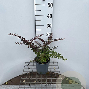 Berberis thunb. 'Atropurpurea Nana' 30-40 cm 2,5L