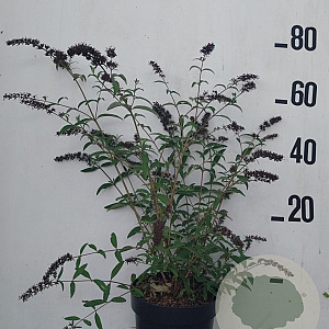 Buddleja d. 'Royal Red' 60-80 cm 10L