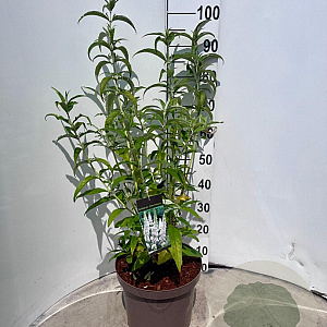 Buddleja d. 'White Profusion' 60-80 cm 10L