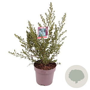 Ceanothus impressus 'Victoria' 45-50 cm 10L