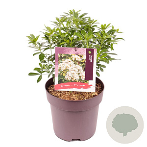 Choisya ternata 30-35 cm 10L