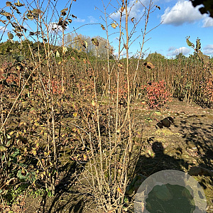 Corylus avellana 150-175 cm met kluit