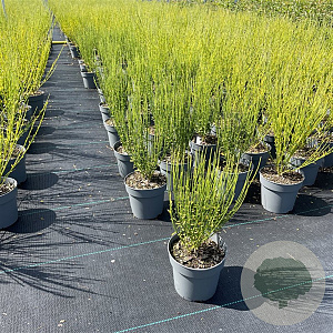 Cytisus 'Boskoop Ruby' 25-30 cm P13