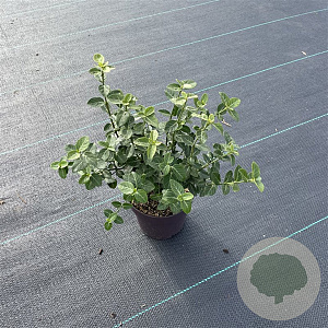 Euonymus fortunei radicans 15-20 cm P13