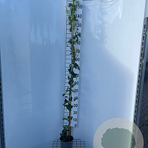 Hedera hibernica 170-200 cm 3,5L met stok