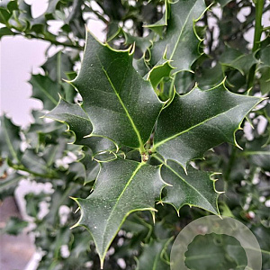 Ilex aquifolium 10-12 HO cont. 80L
