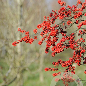 Ilex verticillata 30-40 cm 2,0L