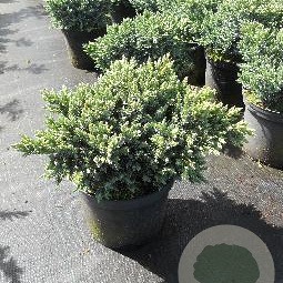 Juniperus squamata 'Blue Star' 25-30 cm 3,0L