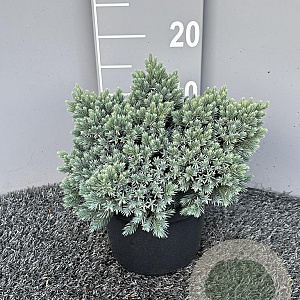 Juniperus squamata 'Blue Star' 25-30 cm 3,0L