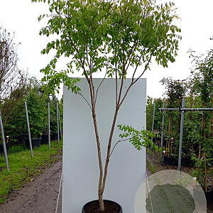 Koelreuteria paniculata 150-175 cm cont. 80L meerstammig