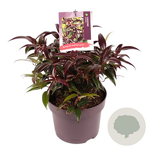 Leucothoe Carinella 20-25 cm 5,0L