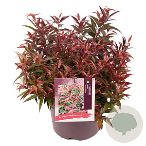 Leucothoe keiskei Burning Love 30-40 cm 5,0L