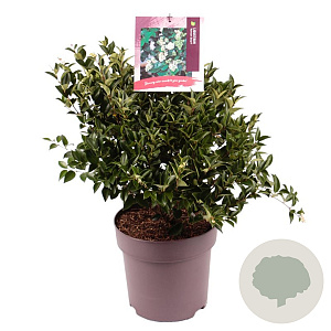 Ligustrum 'Korean Dwarf' 40-50 cm 10L