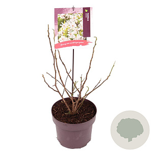 Magnolia stellata 60-70 cm 50L