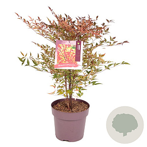 Nandina domestica 40-50 cm 10L
