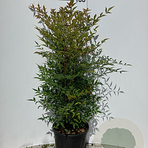 Nandina domestica 60-80 cm 15L
