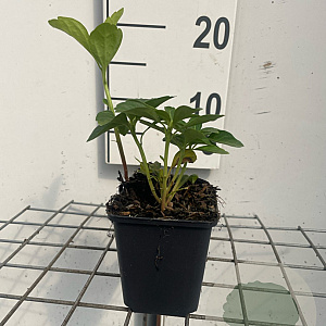 Pachysandra terminalis GM P9