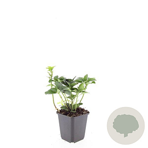 Pachysandra terminalis GM P9