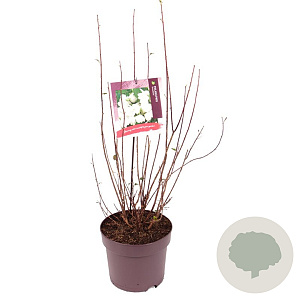 Philadelphus 'Snowbelle' 60-80 cm 7,5L