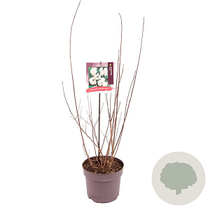 Philadelphus 'Virginal' 60-80 cm 7,5L