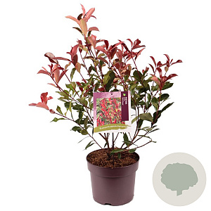 Photinia fraseri 'Carré Rouge' 50-60 cm 7,5L