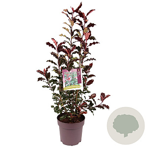 Photinia Magical Volcano 80-90 cm 10L