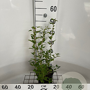 Physocarpus opulifolius 30-40 cm 2,5L