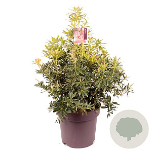 Pieris 'Flaming Silver' 50-60 cm 13L