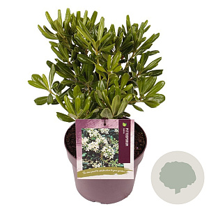 Pittosporum tobira 20-30 cm 3,0L
