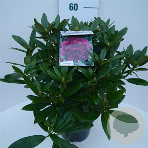 Rhododendron (P) 'Polarnacht' 30-40 cm 5,0L