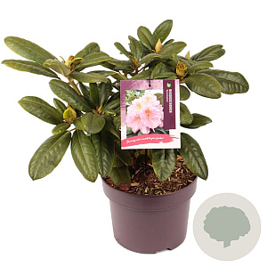 Rhododendron 'Scintillation' 30-40 cm 5,0L
