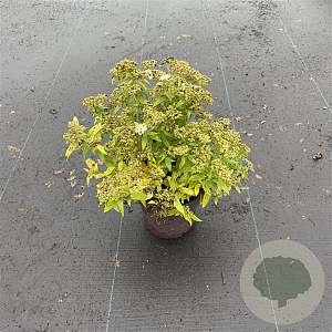 Spiraea jap. 'Albiflora' 20-30 cm P13