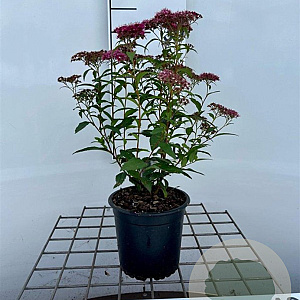 Spiraea jap. 'Dart's Red' 30-40 cm C1.3