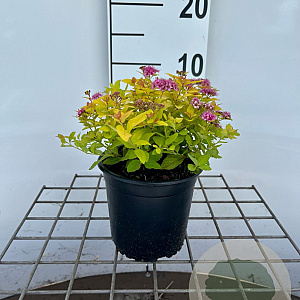 Spiraea jap. 'Golden Princess' 25-30 cm C1.3