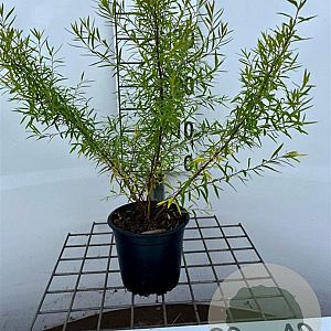 Spiraea thunbergii 30-40 cm C1.3