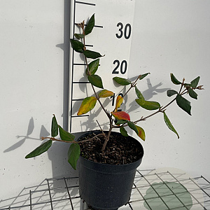 Viburnum burkwoodii 30-40 cm 3,0L