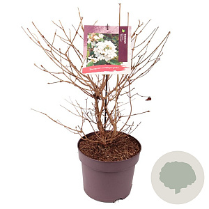 Viburnum plic. 'Watanabe' 40-45 cm 7,5L