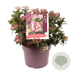 Viburnum tin. 'Gwenllian' 25-30 cm 7,5L