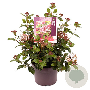 Viburnum tin. Lisarose 30-40 cm 5,0L
